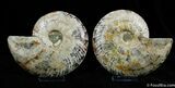 Spectacular Inch Split Ammonite Pair - XL #375-2